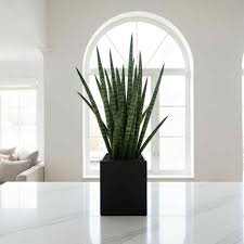 Ravana Paras (રાવણ પારસ)